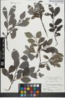 Foto von Salix glabra Scop.